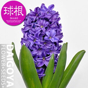 qVX  yz1lbgl 16cm`17cm_qVX_qAVX_HA__̔_ʔ_