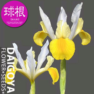 ACX /ԁyz7܋l_ACX__b`ACX_HA__̔_ʔ_