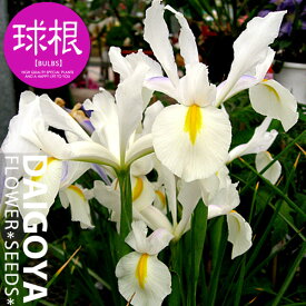 楽天市場 白 ホワイト 球根 ガーデニング 農業 花 ガーデン Diyの通販