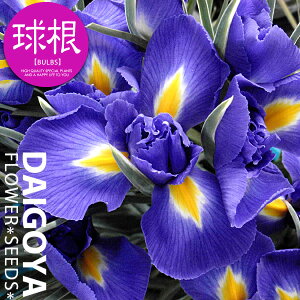 ACX ԁyz7܋l ACX _b`ACX HA  ̔ ʔ