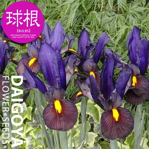 ACX ACIuU^CK[//yz10܋l ACX _b`ACX HA  ̔ ʔ