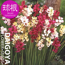 楽天市場 イキシア 花 ガーデン Diy の通販