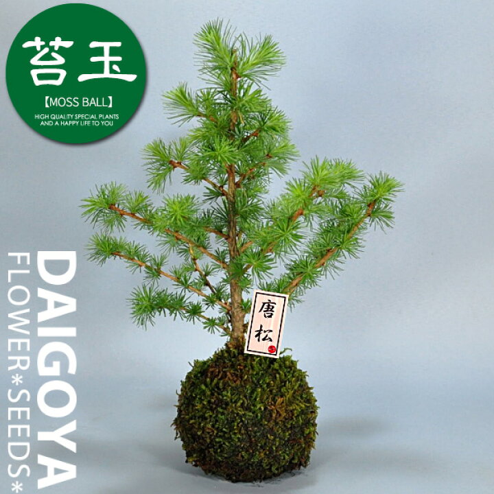 楽天市場 唐松 カラマツ 苔玉 落葉松 栽培管理の説明入りラベル付き 種苗 花苗 球根の専門店 大郷屋 楽天市場 唐松 カラマツ 苔玉 落葉松 栽培管理の説明入りラベル付き 種苗 花苗 球根の専門店 大郷屋