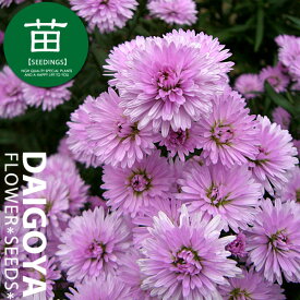 八重咲き孔雀草『ピンク』12cmポリポット苗
