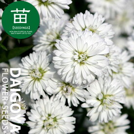 八重咲き孔雀草『ホワイト』12cmポリポット苗