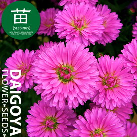八重咲き孔雀草『レッド』12cmポリポット苗