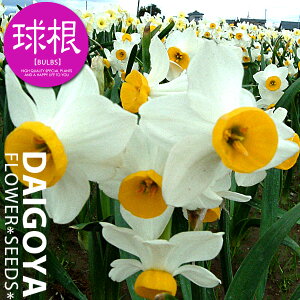 XCZ 炫{iEF/[jyz3__jzXCZ _ HA__̔_ʔ_