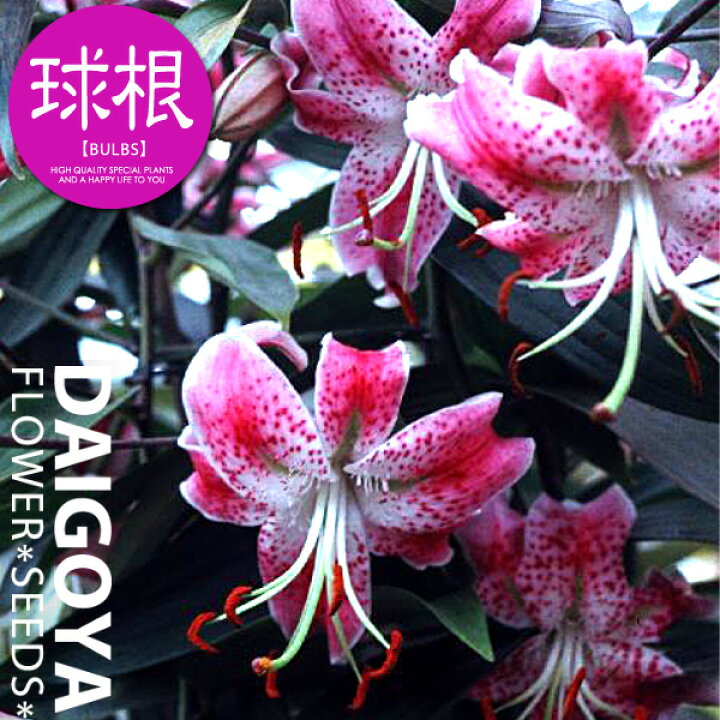 楽天市場 ユリ 赤鹿子百合 球根 1球入り袋詰め 赤 ユリ ゆり 百合 秋植え 球根 販売 通販 種苗 花苗 球根の専門店 大郷屋