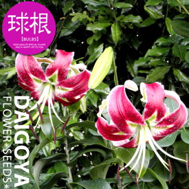 楽天市場 球根 カラーブラック 植物の種類ユリ ガーデニング 農業 花 ガーデン Diy の通販