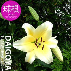  IG^[ RJh[iCG[JTuJjyz1܋l ___S_HA__̔_ʔ_