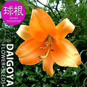  gybg^Cv AtJNB[yz1܋l ___S_HA__̔_ʔ_