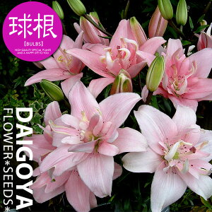  d AWAeBbN[ GfB[yz2܋l ___S_HA__̔_ʔ_