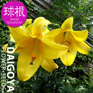  gybg^Cv S[fXv_[yz1܋l ___S_HA__̔_ʔ_