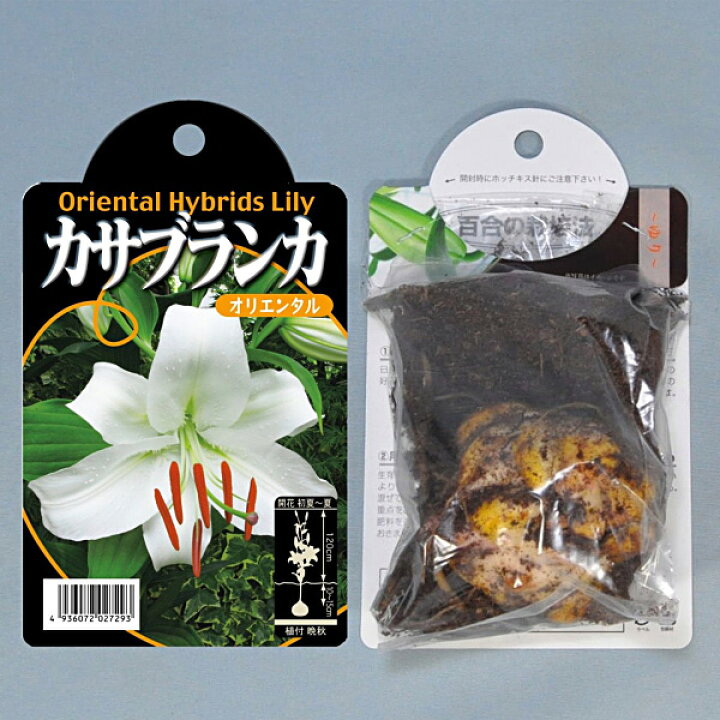 楽天市場 ユリ オリエンタルリリー カサブランカ 球根 1球入り袋詰め 白 ユリ ゆり 百合 秋植え 球根 販売 通販 種苗 花苗 球根の専門店 大郷屋