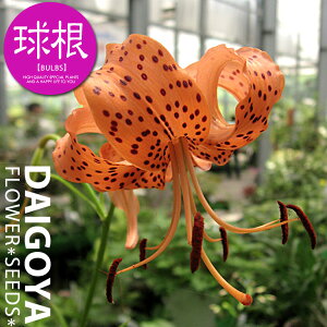  RIji/_jyz1܋l___S_HA__̔_ʔ_