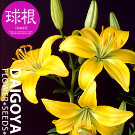 楽天市場 百合 球根の通販