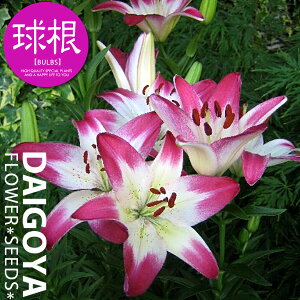   2F AWAeBbN[ [|bvyz2܋l /___S_HA__̔_ʔ_