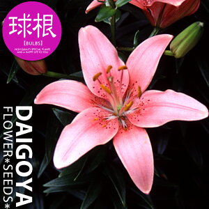   AWAeBbN[ Syz3܋l ___S_HA__̔_ʔ_