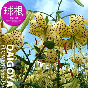  Iji/_jyz1܋l___S_HA__̔_ʔ_