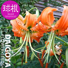 ユリ 黄鹿子百合【球根】1球入り袋詰め 黄_ユリ_ゆり_百合_秋植え_球根_販売_通販_