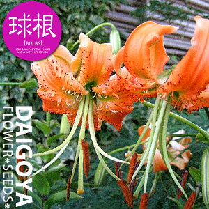  qSyz1܋l ___S_HA__̔_ʔ_