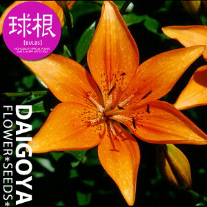   AWAeBbN[ IWSyz3܋l ___S_HA__̔_ʔ_