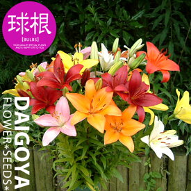 ユリ アジアティックミックス （3種混合）【球根】3球入り袋詰め スカシ混合
