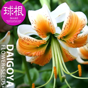  ̎qS@fB[AXiƞ̕Fԁjyz1܋l___S_HA__̔_ʔ_