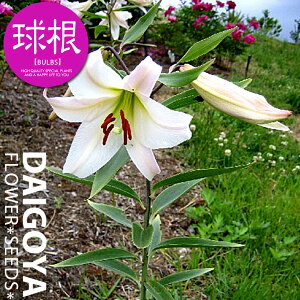 󏭁E TTyz1܋l___S_HA__̔_ʔ_