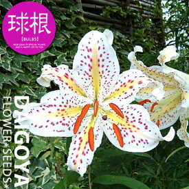 ユリ 選抜 山百合 （オーラタムゴールドバンド）（白）【球根】1球入り袋詰め_ユリ_ゆり_百合_秋植え_球根_販売_通販_