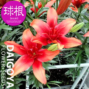 ユリ 最高級八重咲きアジアティック レッドツイン(赤八重)【球根】2球入り_ユリ_ゆり_百合_秋植え_球根_販売_通販_