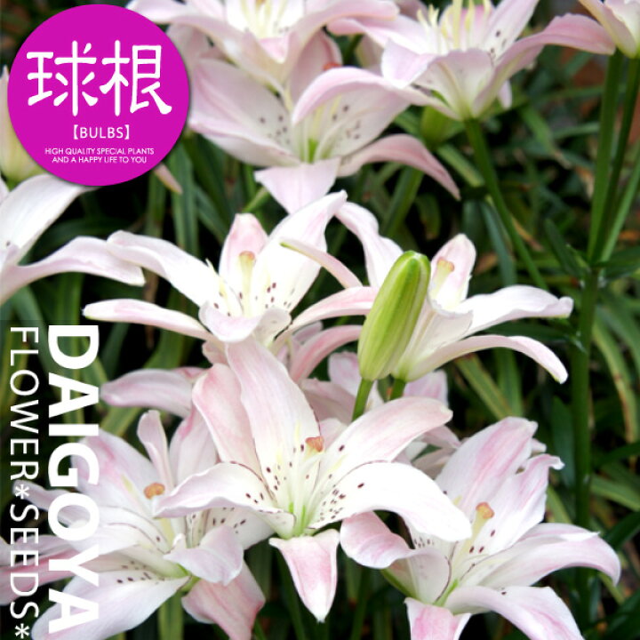 楽天市場 ユリ スプリングピンク 薄桃 球根 2球入り ユリ ゆり 百合 秋植え 球根 販売 通販 種苗 花苗 球根の専門店 大郷屋