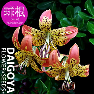  t[Wi/j勅 ongifulorum x pardalinum@nCubhyz1܋l___S_HA__̔_ʔ_