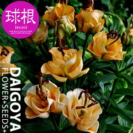 ユリ 最高級八重咲きアジアティック アプリコットファッジ（パーロット咲き）（アプリコット）【球根】2…