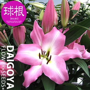  IG^n OREOTn }X^[ sNJTuJ  yz1   S HA  ̔ ʔ