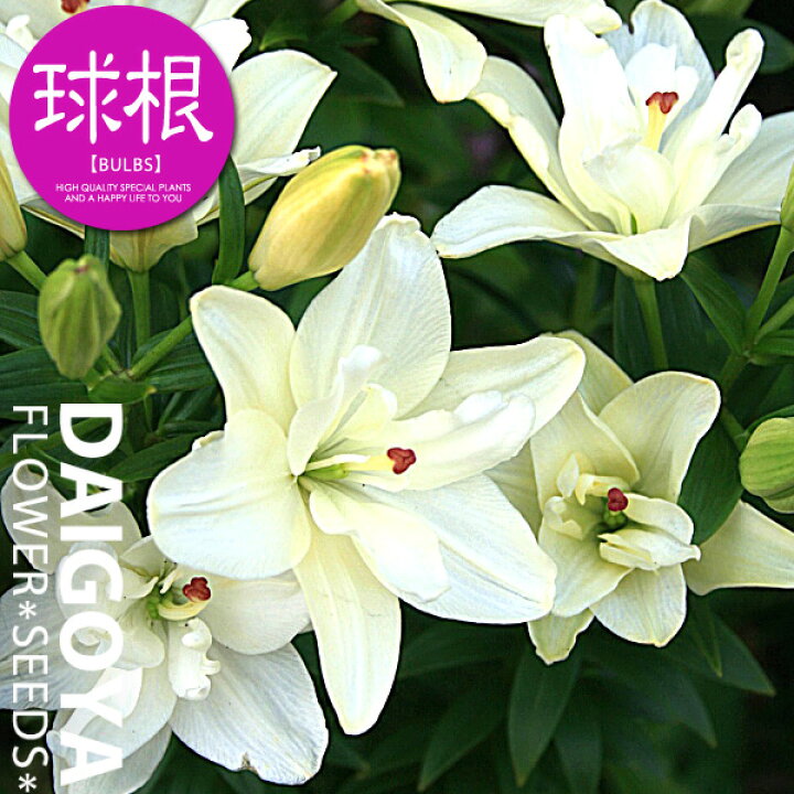 楽天市場 ユリ アンネマリードリーム 白八重 球根 2球入り ユリ ゆり 百合 秋植え 球根 販売 通販 種苗 花苗 球根の専門店 大郷屋