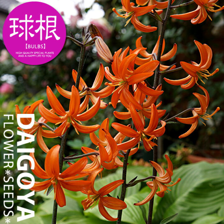 楽天市場 ユリ オレンジマーマレード オレンジ マルタゴンリリー 球根 1球入り ユリ ゆり 百合 秋植え 球根 販売 通販 種苗 花苗 球根の専門店 大郷屋