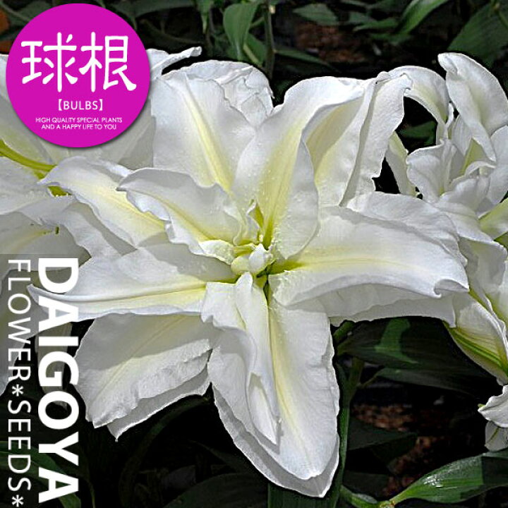 楽天市場 ユリ アイシャ オリエンタル 球根 1球入り ユリ ゆり 百合 秋植え 球根 販売 通販 種苗 花苗 球根の専門店 大郷屋