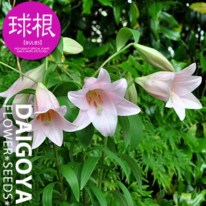  nCubh[ }jtB[Nyz1܋l___S_HA__̔_ʔ_