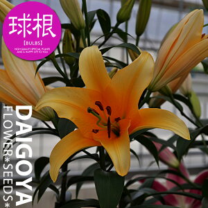  IG^[ oxfiIWJTuJjyz1܋l ___S_HA__̔_ʔ_