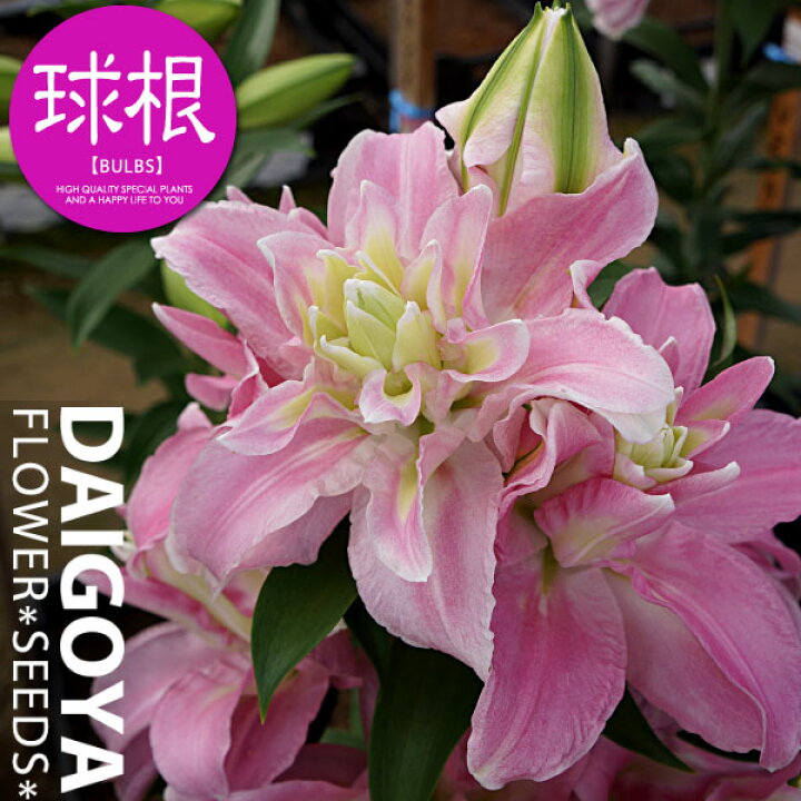 楽天市場 ユリ メガ 桃 白 球根 1球入り ユリ ゆり 百合 秋植え 球根 販売 通販 種苗 花苗 球根の専門店 大郷屋