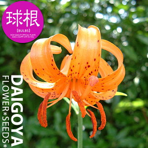 N}yz1܋l___S_HA__̔_ʔ_