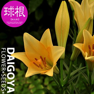  nCubh[ fBt@Xyz1܋l___S_HA__̔_ʔ_