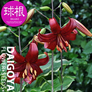  bhxxbgiԁj勅 ^CK[[iAHFRIj^Cvjyz1܋l___S_HA__̔_ʔ_