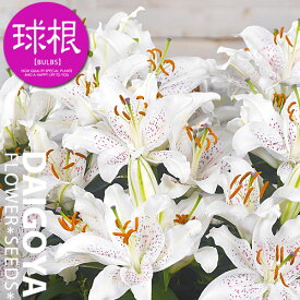 ユリ ムスカデット【球根】1球入り_ユリ_ゆり_百合_秋植え_球根_販売_通販_