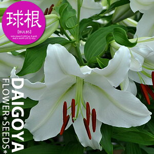 ユリ プロポーザル(ジャイアントカサブランカ)白巨大輪 【球根】1球入り袋詰め ユリ ゆり 百合 秋植え 球根 販売 通販