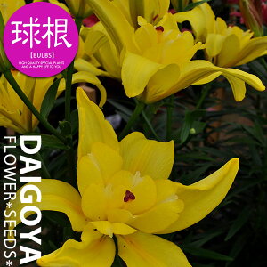  ōd炫AWAeBbN gX dyz2   S HA  ̔ ʔ