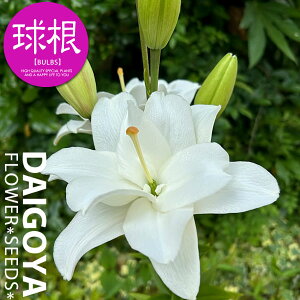  ōd炫AWAeBbN xxf[ dyz2   S HA  ̔ ʔ