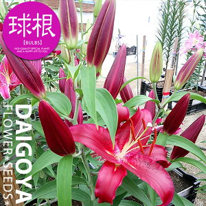  IG^n OREOTn XR[sI ԋ yz1   S HA  ̔ ʔ