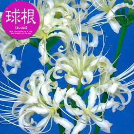楽天市場 リコリス 球根 ガーデニング 農業 花 ガーデン Diy の通販 楽天市場 リコリス 球根 ガーデニング 農業 花 ガーデン Diy の通販